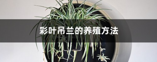 彩叶吊兰的养殖方法