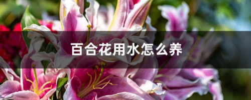 百合花用水怎么养